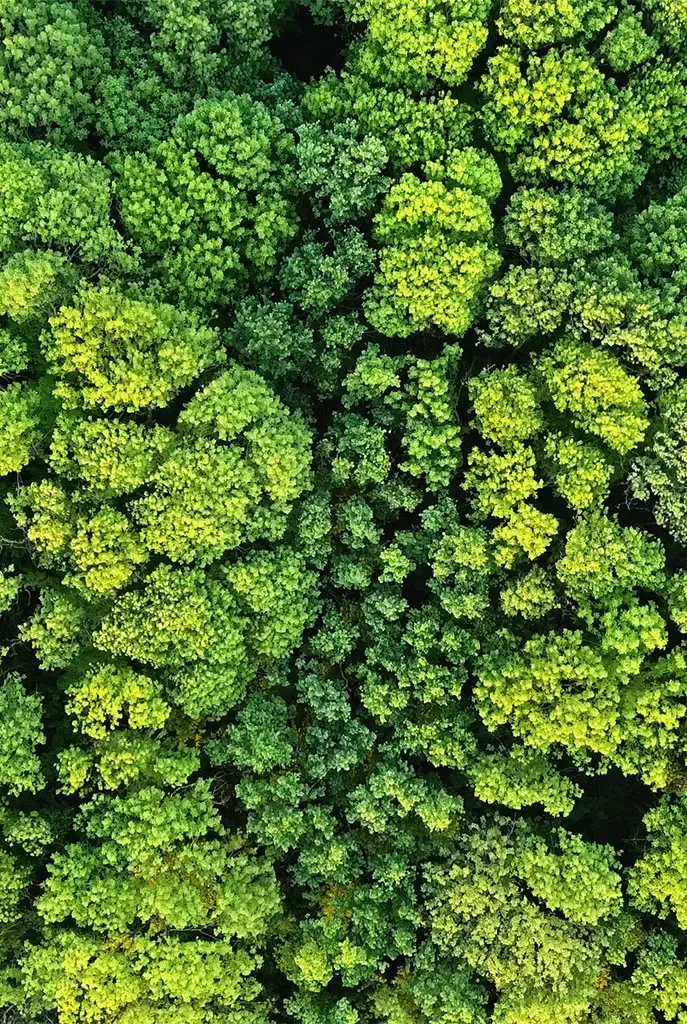Forest canopy representing PKG sustainability focus
